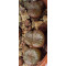 C.obcordellum v. ceresianum (Ceres) - Seed
